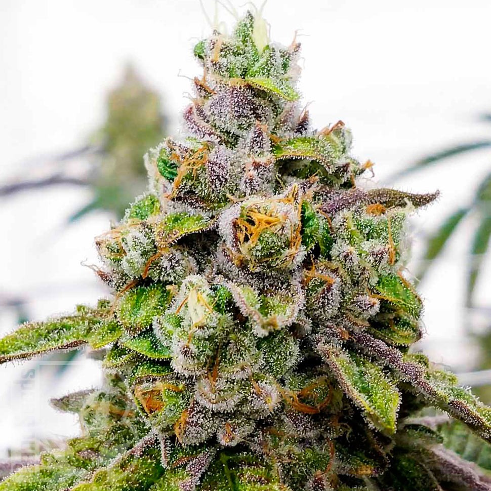 Семена каннабиса  Do-Si-Dos feminised Ganja Seeds