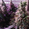 Семена марихуаны  Irbis feminised Bang Seeds
