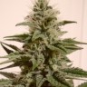 Семена марихуаны  Irbis feminised Bang Seeds