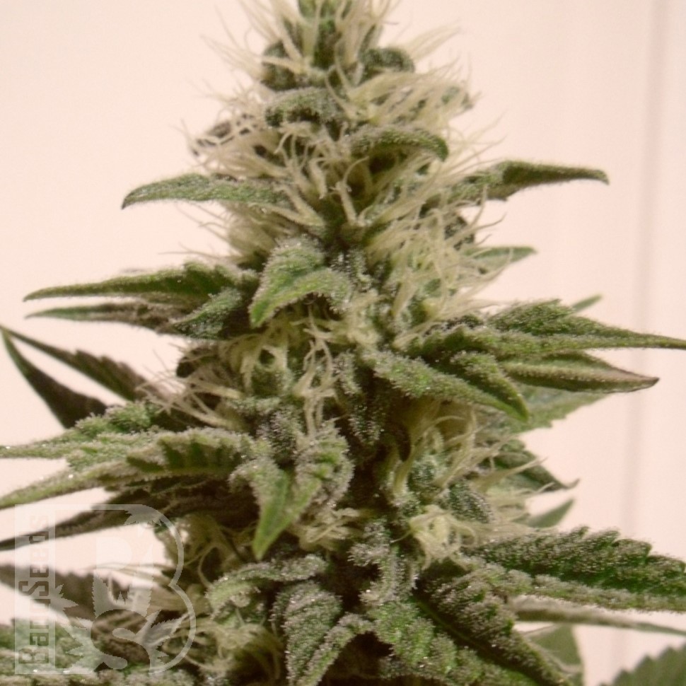 Семена марихуаны  Irbis feminised Bang Seeds