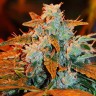 Семена марихуаны  Irbis feminised Bang Seeds