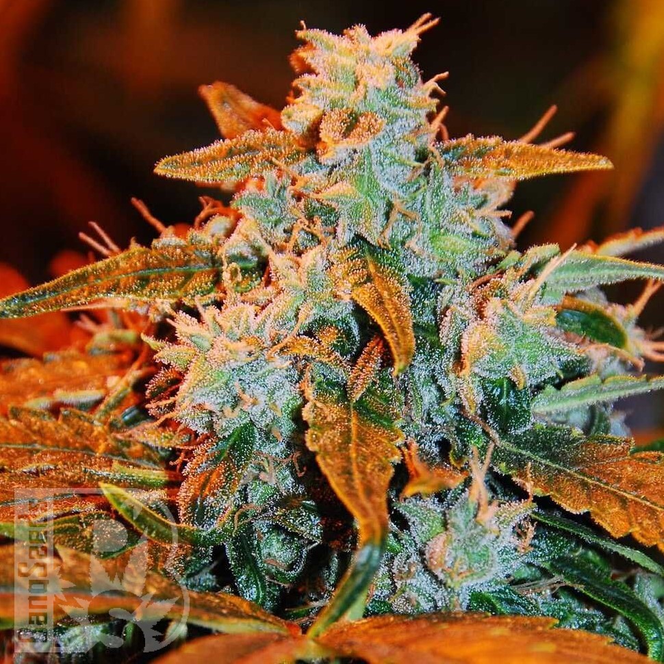 Семена марихуаны  Irbis feminised Bang Seeds