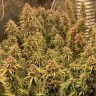 Семена марихуаны  Irbis feminised Bang Seeds