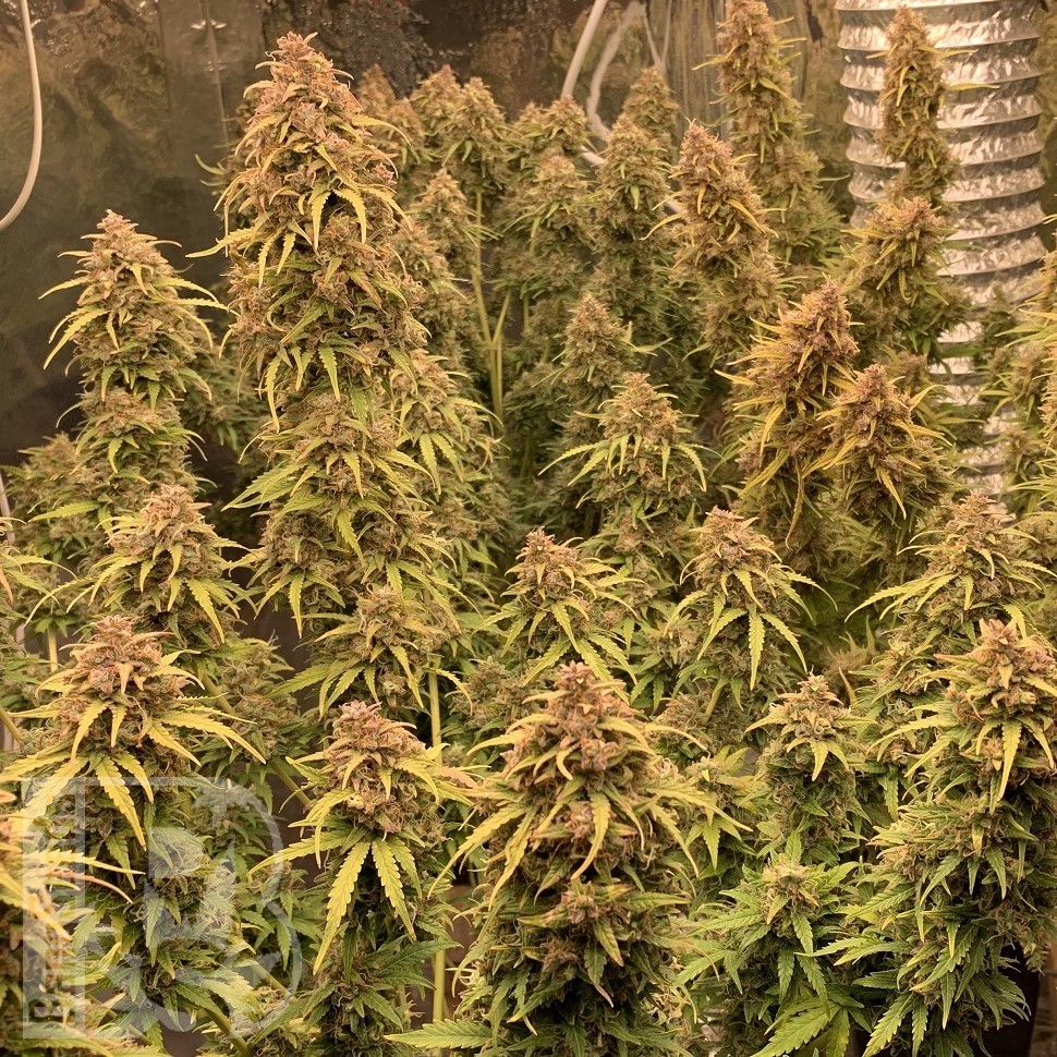 Семена марихуаны  Irbis feminised Bang Seeds