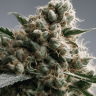 Семена  Ladyburn 1974 regular Ganja Seeds