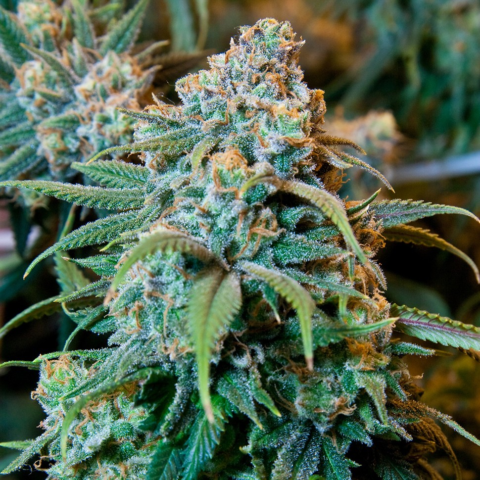 Семена марихуаны Auto Opium feminised Ganja Seeds