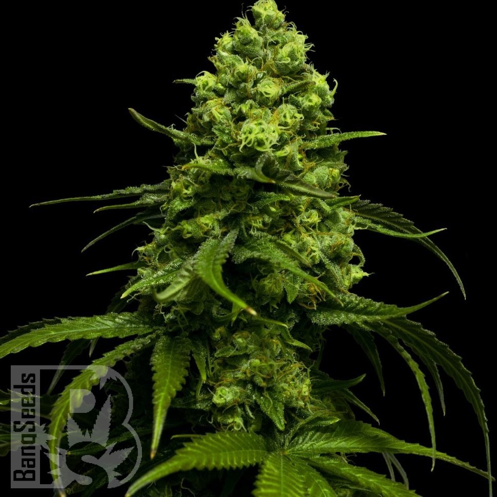 Семена конопли  Jasybay feminised Bang Seeds