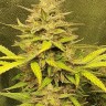 Семена конопли  Jasybay feminised Bang Seeds
