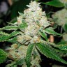 Семена  Hell's Angel OG feminised Ganja Seeds