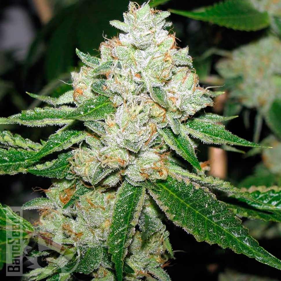 Семена  Hell's Angel OG feminised Ganja Seeds