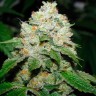 Семена  Hell's Angel OG feminised Ganja Seeds