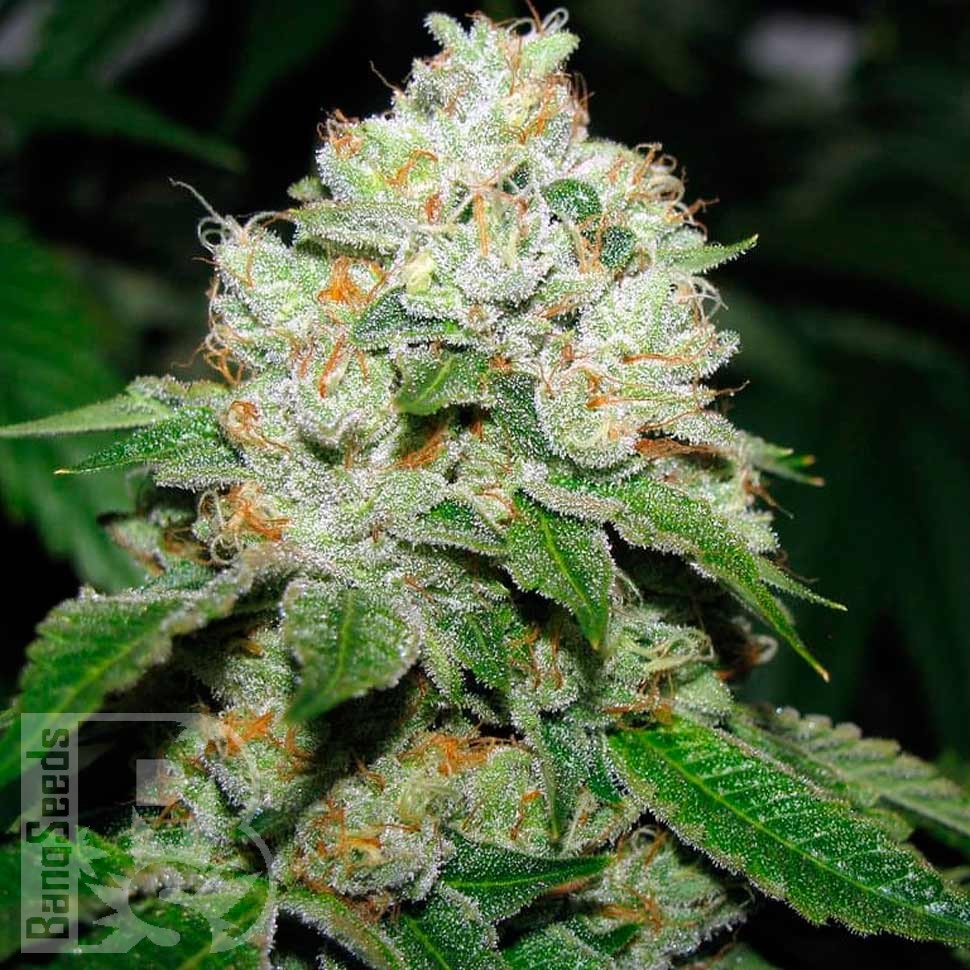 Семена  Hell's Angel OG feminised Ganja Seeds