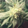 Семена  Hell's Angel OG feminised Ganja Seeds