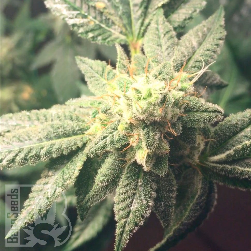 Семена  Hell's Angel OG feminised Ganja Seeds