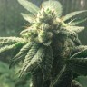 Семена  Hell's Angel OG feminised Ganja Seeds