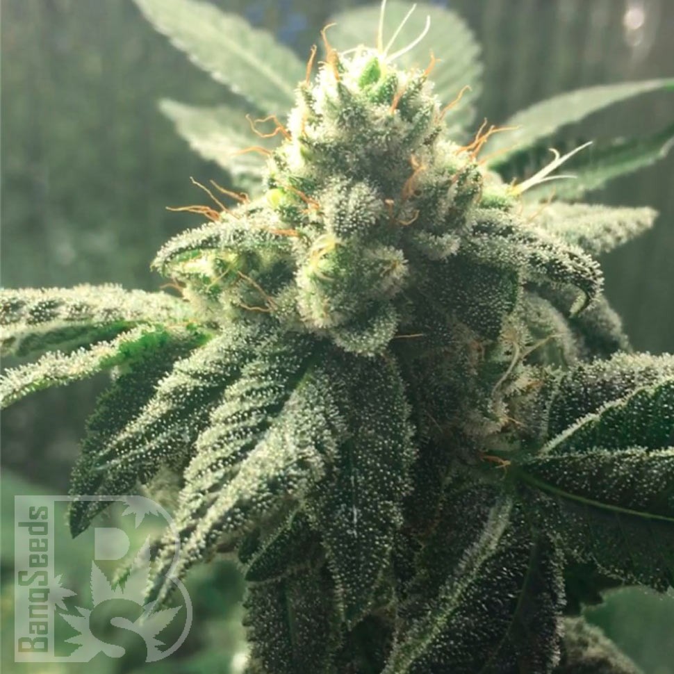 Семена  Hell's Angel OG feminised Ganja Seeds