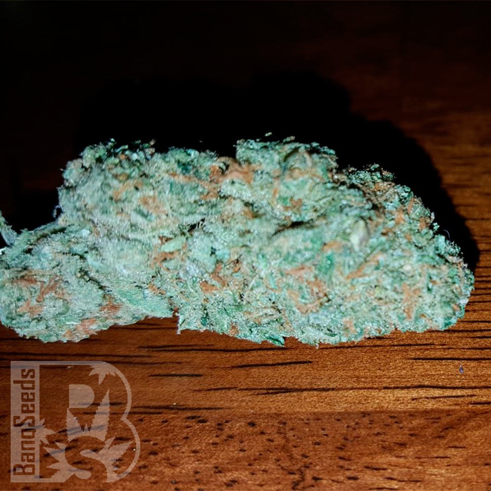 Семена  Hell's Angel OG feminised Ganja Seeds