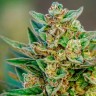 Семена  Hell's Angel OG feminised Ganja Seeds
