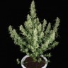 Семена ганжа  Auto Alakol feminised Bang Seeds