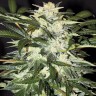 Семена ганжа  Auto Alakol feminised Bang Seeds