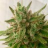 Семена  Семена Mandarine feminised Ganja Seeds