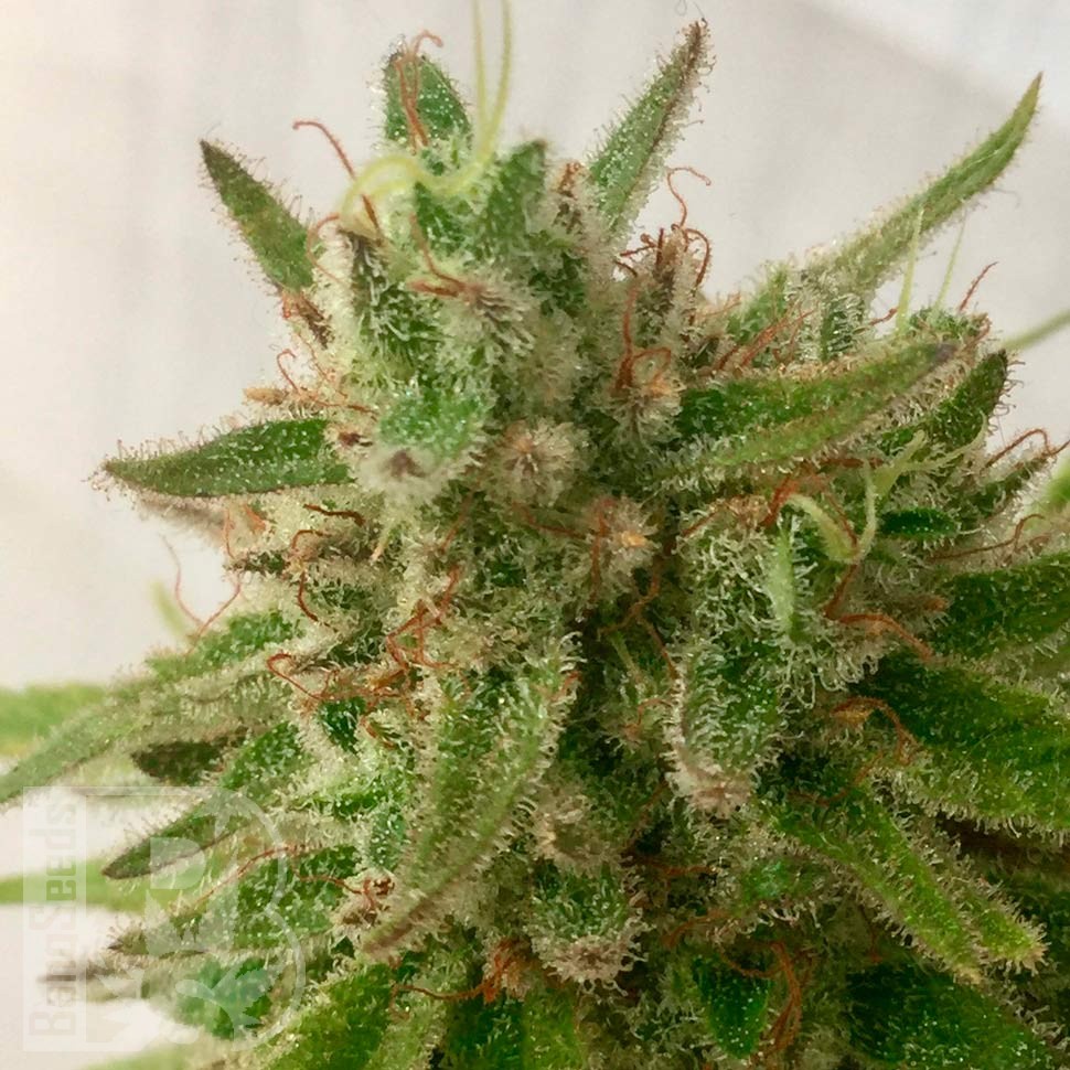 Семена  Семена Mandarine feminised Ganja Seeds