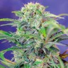 Семена  Семена Mandarine feminised Ganja Seeds