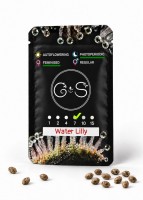Water Lilly feminised Ganja Seeds