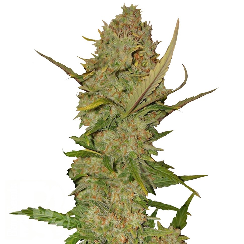 Семена ганжа  Karasora feminised Bang Seeds