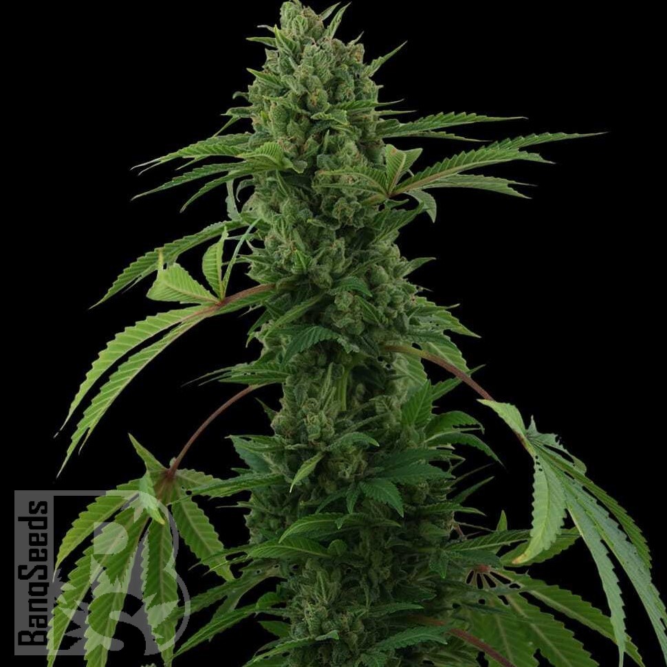 Семена ганжа  Karasora feminised Bang Seeds