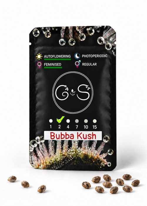 Семена марихуаны  Auto Bubba Kush feminised Ganja Seeds