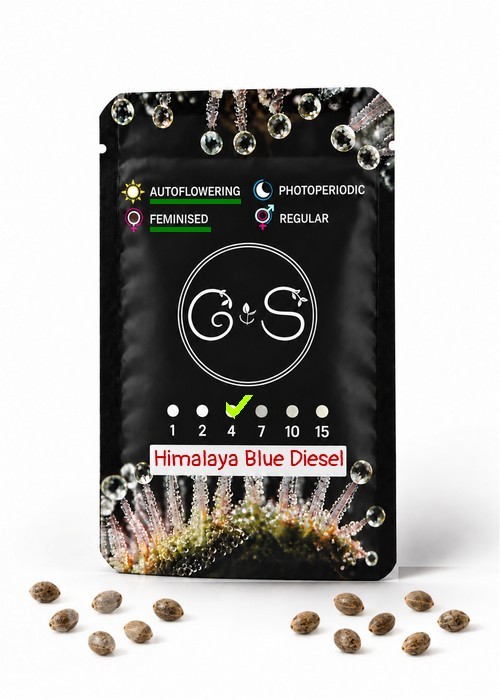 Семена конопли  Auto Himalaya Blue Diesel feminised Ganja Seeds