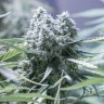 Семена ганжа  Critical CBG feminised Ganja Seeds