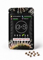 Critical Super Silver Haze feminised Ganja Seeds