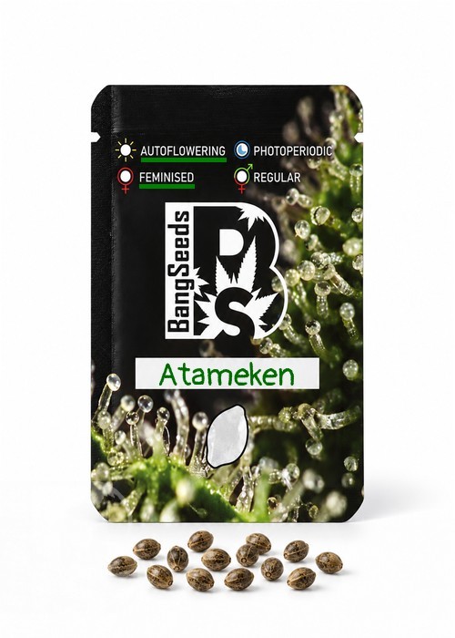Семена  Auto Atameken feminised Bang Seeds