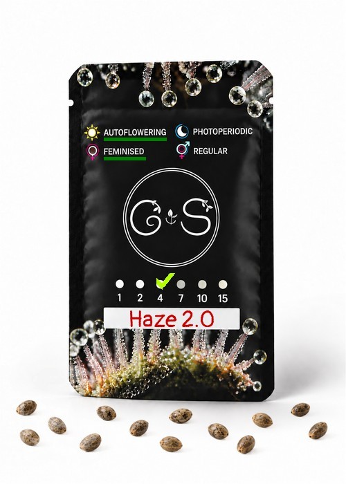 Семена марихуаны  Auto Haze 2.0 feminised Ganja Seeds