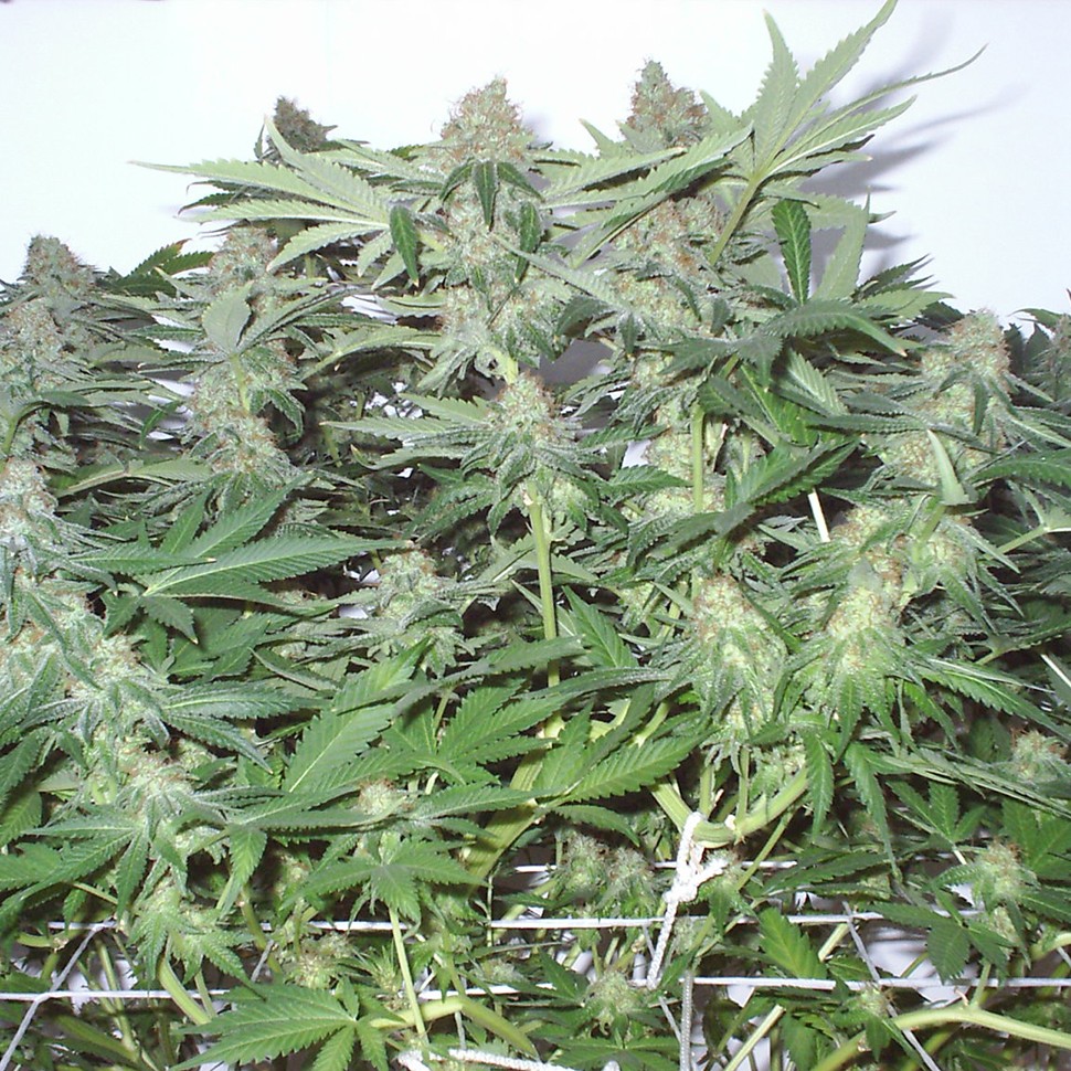 заказать семена конопли наложенным платежом White Widow feminised