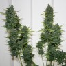 купить семена конопли феминизированные White Widow feminised