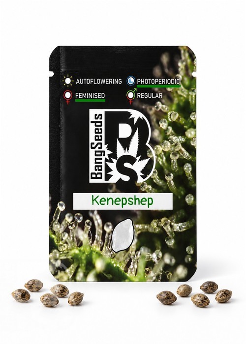 Семена  Kenepshep feminised Bang Seeds