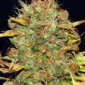 Семена марихуаны  Power Africa feminised Ganja Seeds