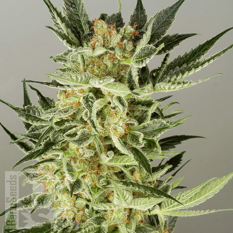 Семена конопли  Auto Baiterek feminised Bang Seeds