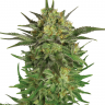 Семена  Khan Tengri feminised Bang Seeds