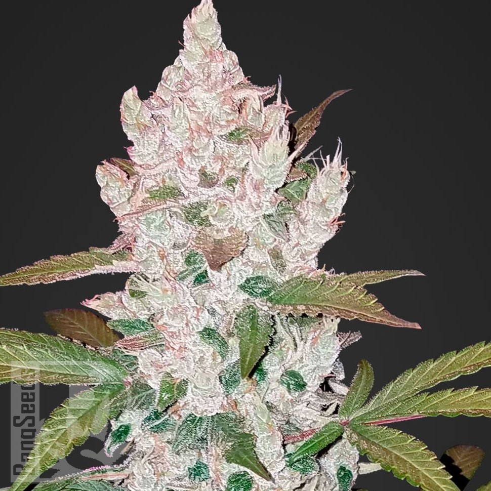 Семена  Khan Tengri feminised Bang Seeds
