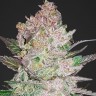 Семена  Khan Tengri feminised Bang Seeds