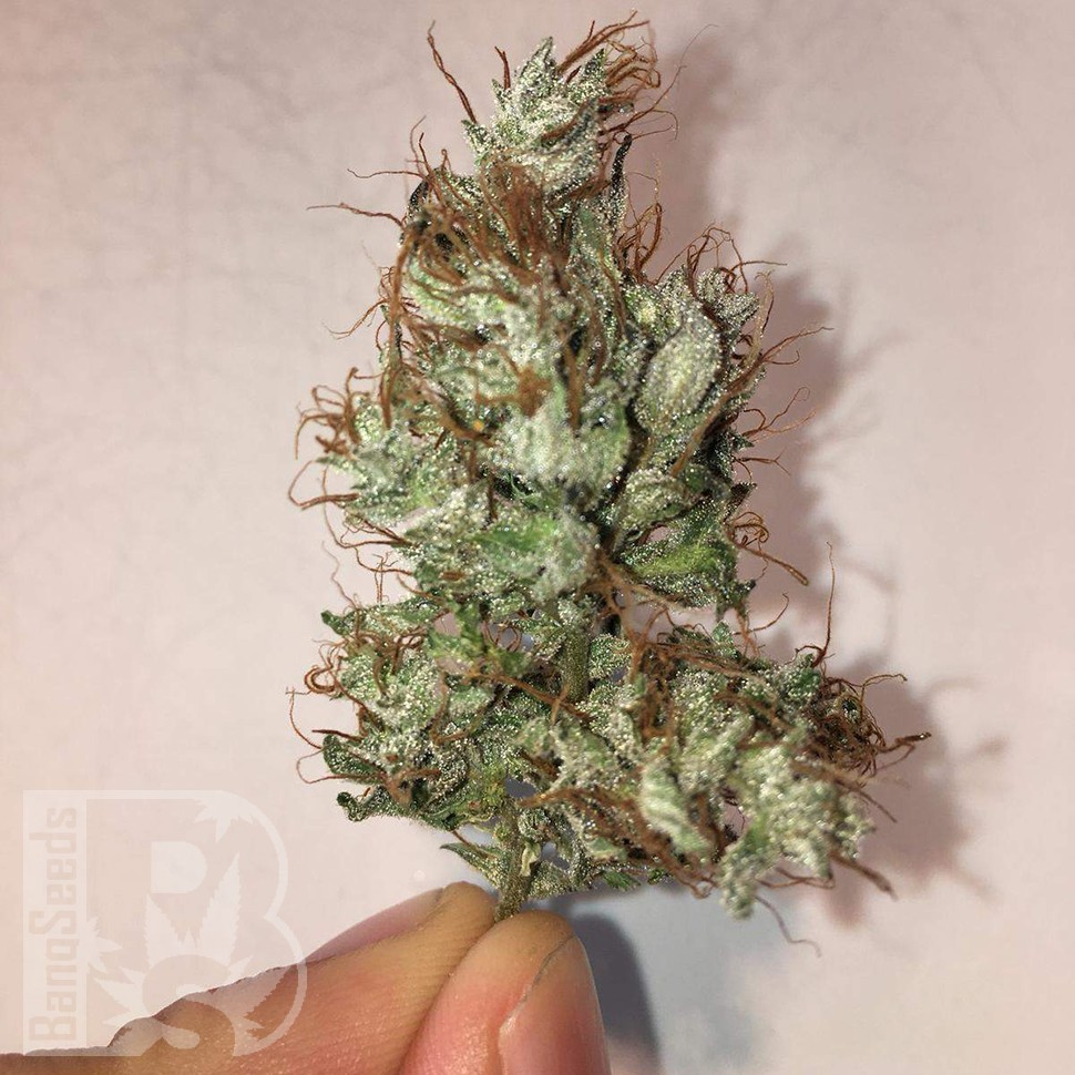 купить семена конопли интернет магазин Auto Jack x White Widow feminised