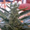 заказать на сайте семена конопли Auto Moby Dick regular