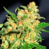 Семена Bruce Banner feminised Ganja Seeds Семена Bruce Banner feminised Ganja Seeds