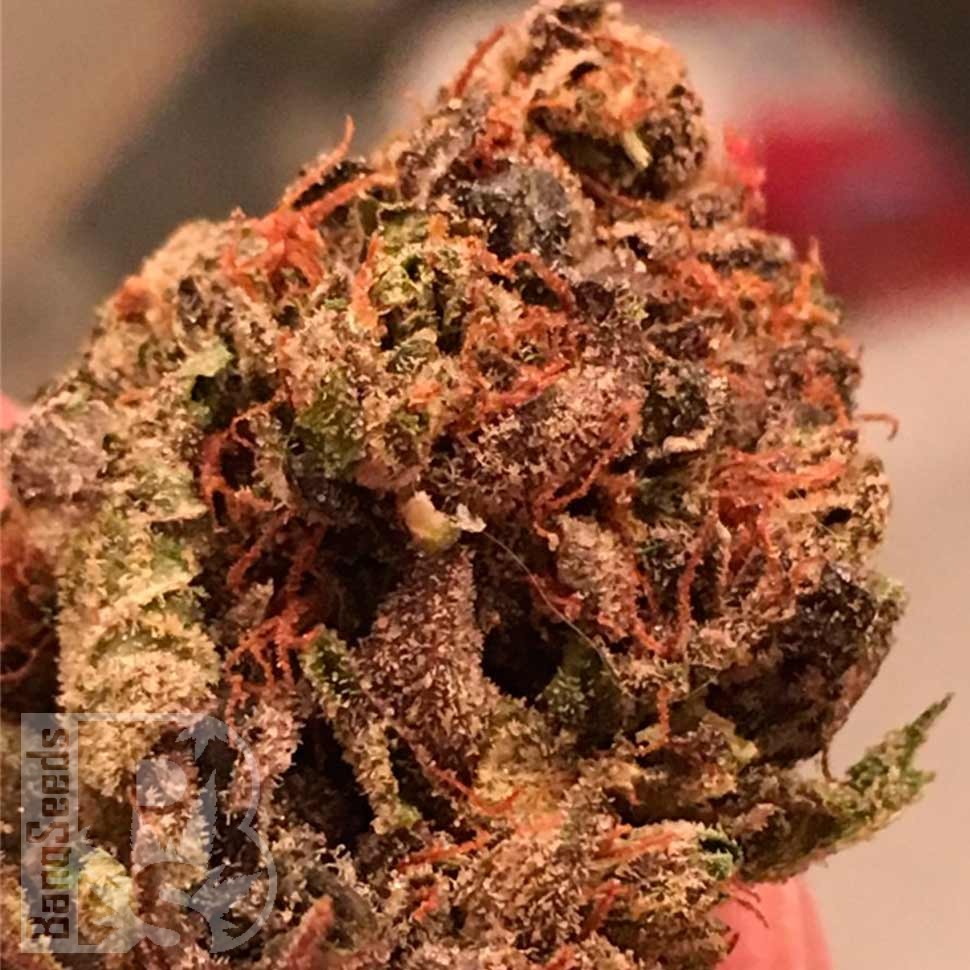 Семена Bruce Banner feminised Ganja Seeds Семена Bruce Banner feminised Ganja Seeds