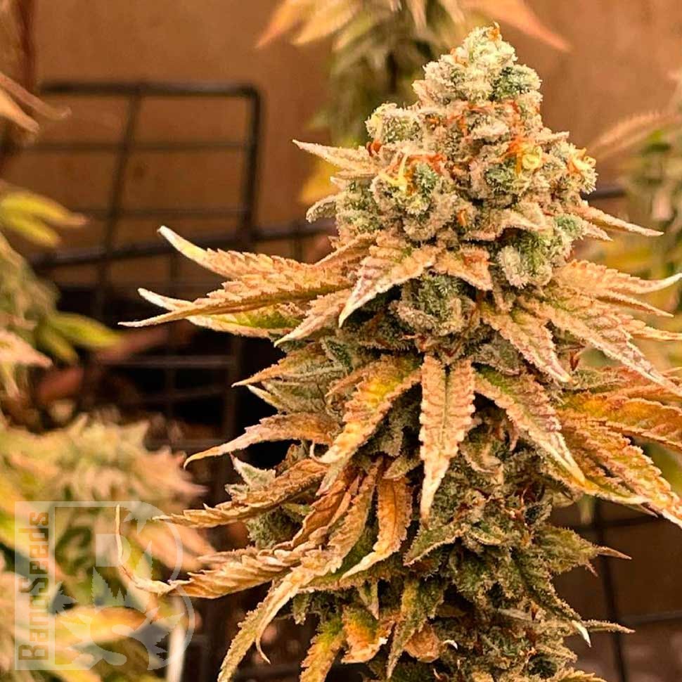 Семена Bruce Banner feminised Ganja Seeds Семена Bruce Banner feminised Ganja Seeds