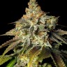 Семена Bruce Banner feminised Ganja Seeds Семена Bruce Banner feminised Ganja Seeds